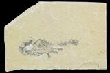 Cretaceous Fossil Shrimp - Lebanon #123903-1